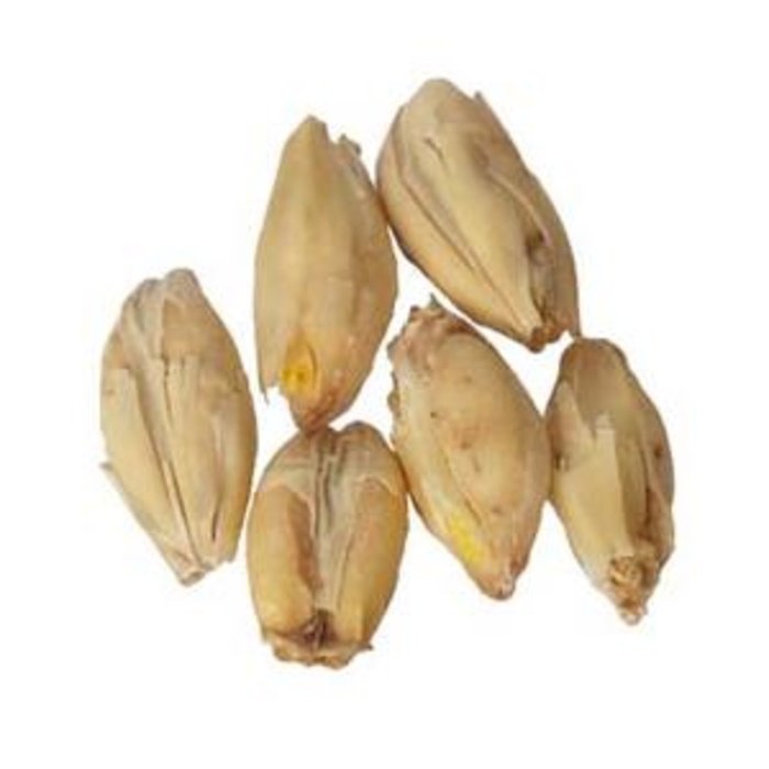 Castle Belgian Pale Malt